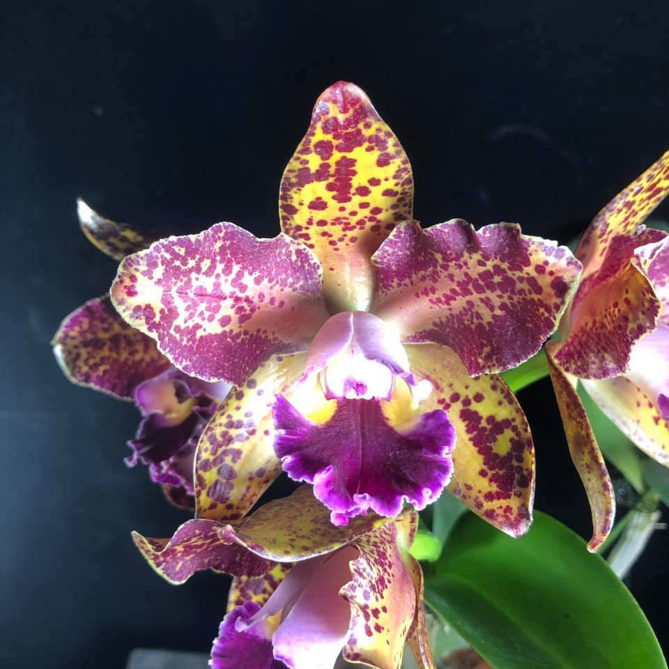 Rlc. Waianae Leopard 'Ching Hua' AM/AOS