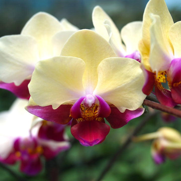 Phalaenopsis Miki Spirit '94'