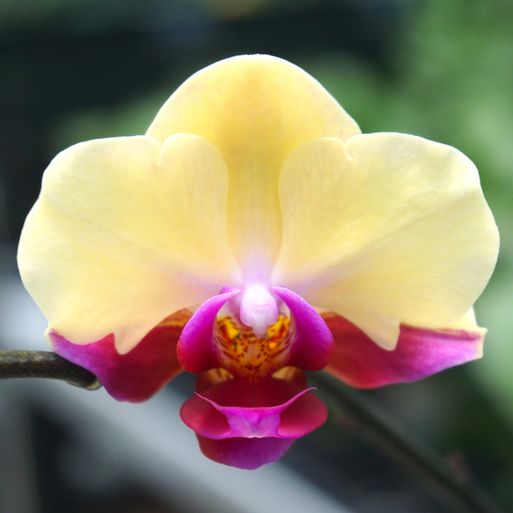 Phalaenopsis Miki Spirit '94'