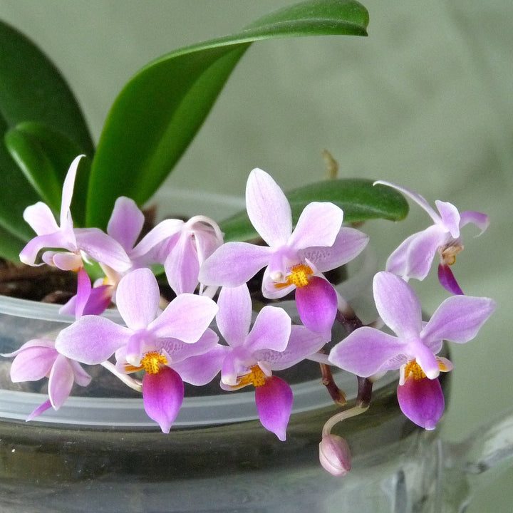 Phalaenopsis equestris