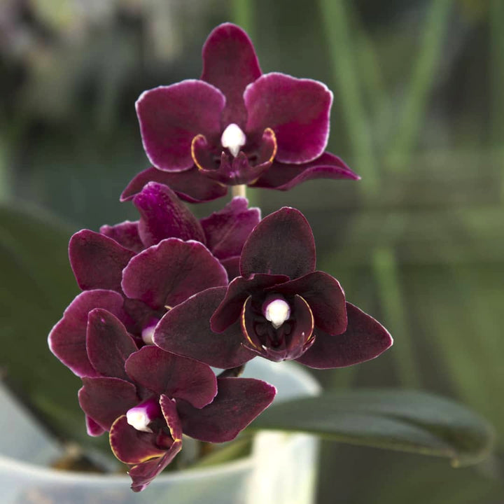 Phalaenopsis Miki Black Angel