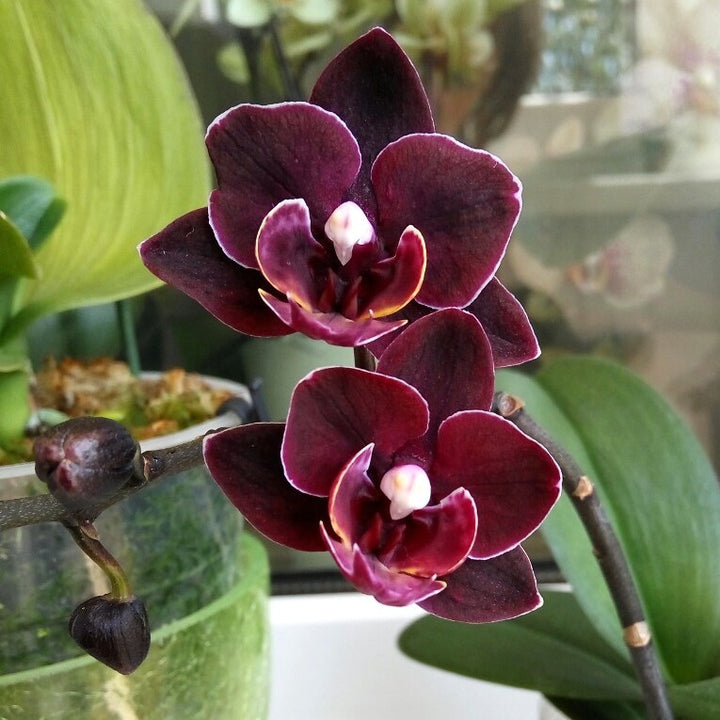 Phalaenopsis Miki Black Angel