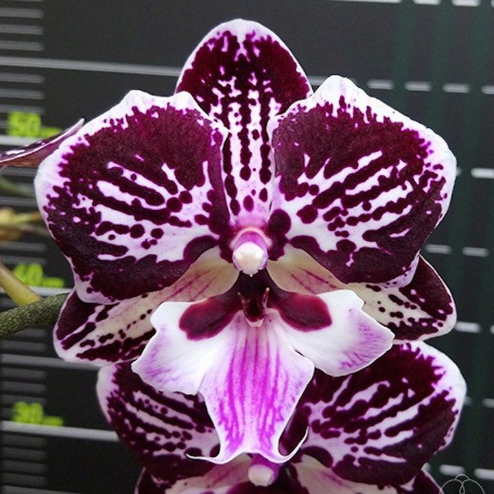 Phalaenopsis Miki Lord