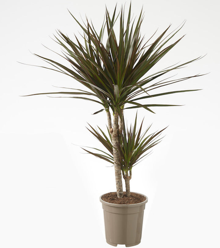 Dracaena Magenta