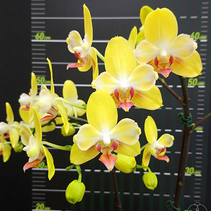 Phalaenopsis Fuller's Sunset '646' (peloric)