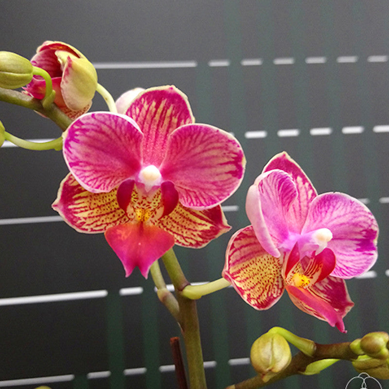 Phalaenopsis Miki Wagashi 'Splash'