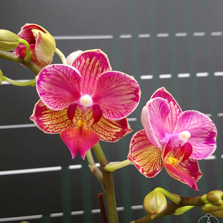 Phalaenopsis Miki Wagashi 'Splash'