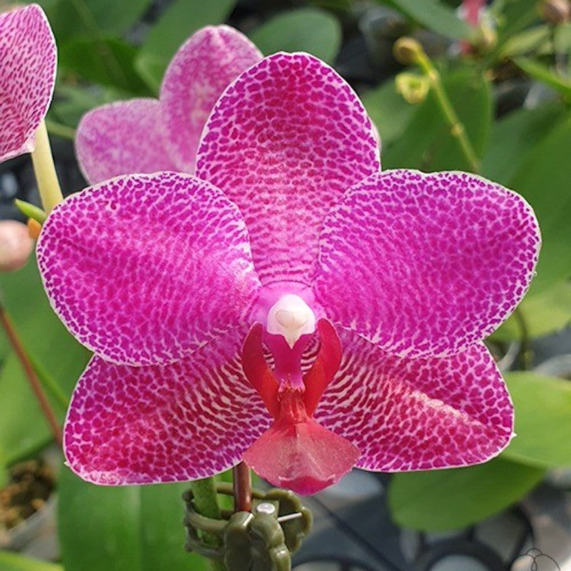 Phalaenopsis Mituo Sun '3299'
