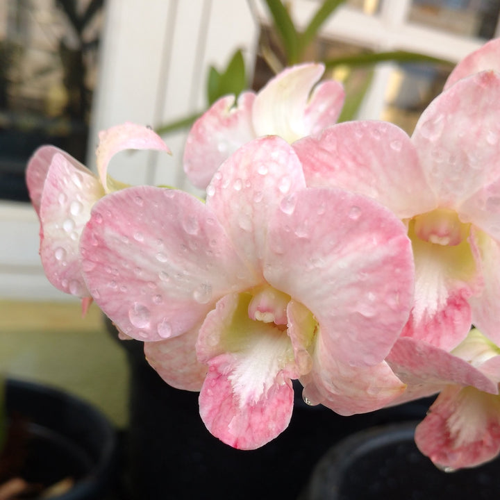 Dendrobium Burana Peach