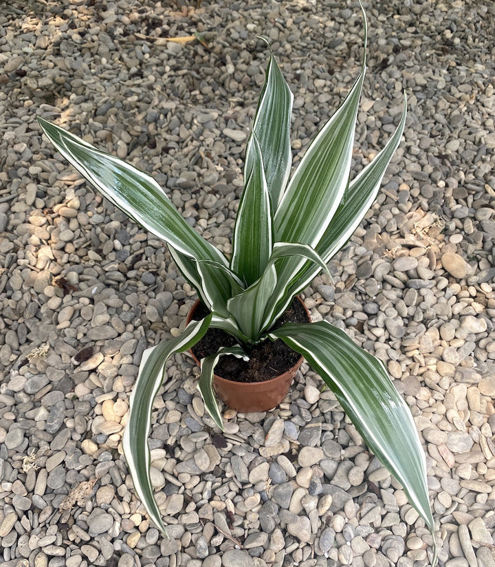 Dracaena fragrans 'White Stripe'