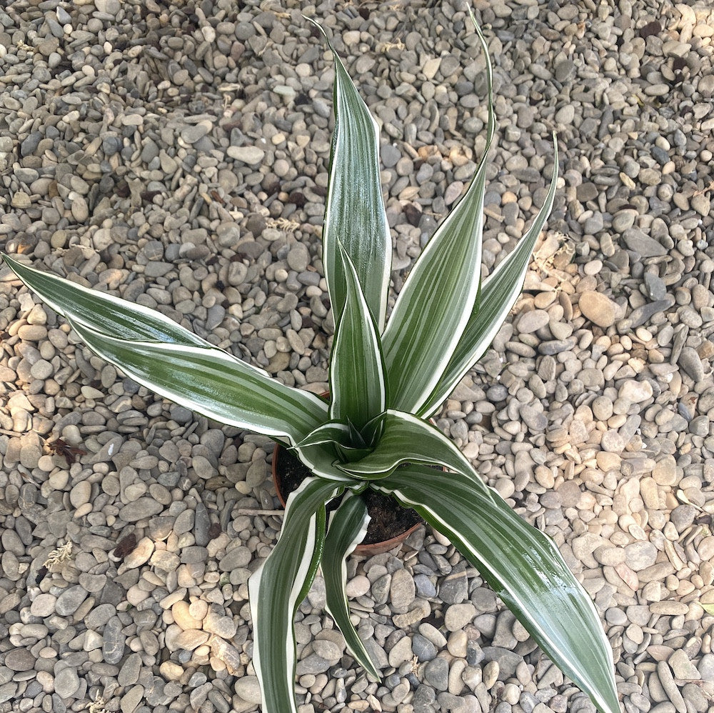 Dracaena fragrans 'White Stripe'