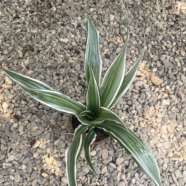 Dracaena fragrans 'White Stripe'