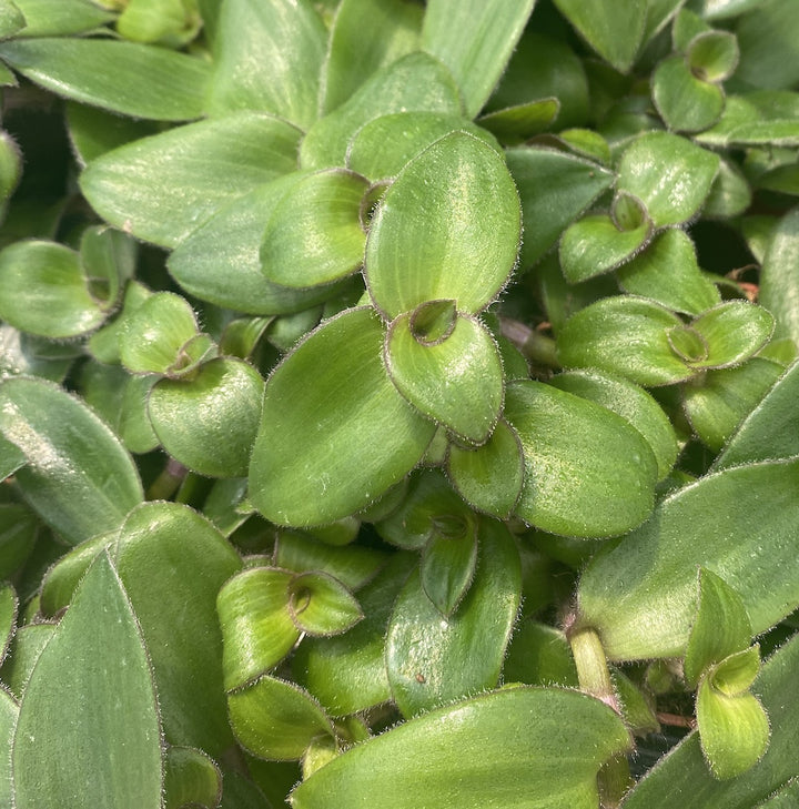 Tradescantia 'Hijau Baru'