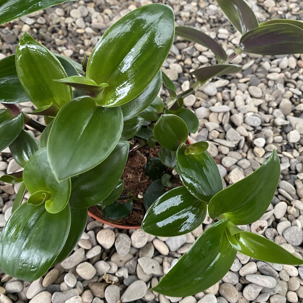 Tradescantia fluminensis