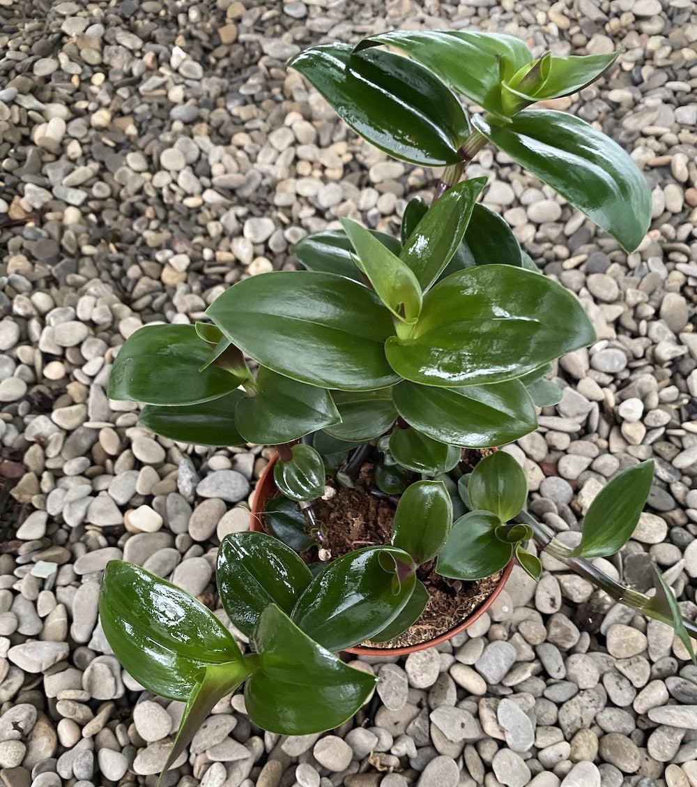 Tradescantia fluminensis