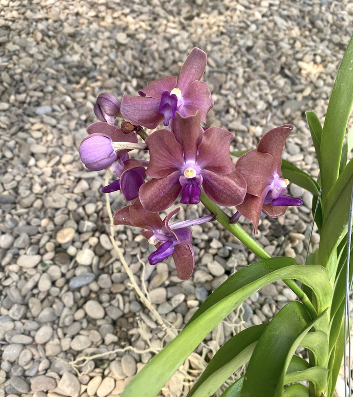 Vanda (Mem. Thianchai x Fuchs Gold) x Mimi Palmer