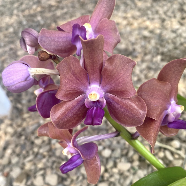 Vanda (Mem. Thianchai x Fuchs Gold) x Mimi Palmer