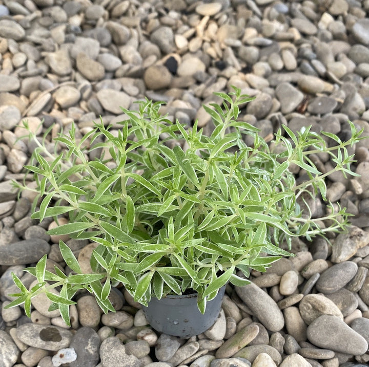 Sedum lineare Silverstar