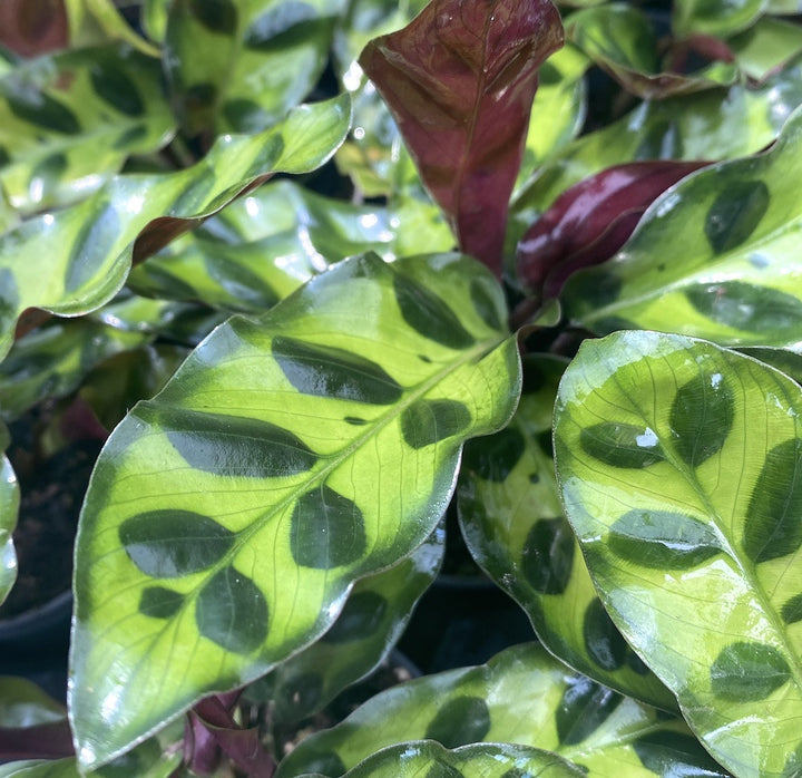 Calathea Lancifolia Insigne