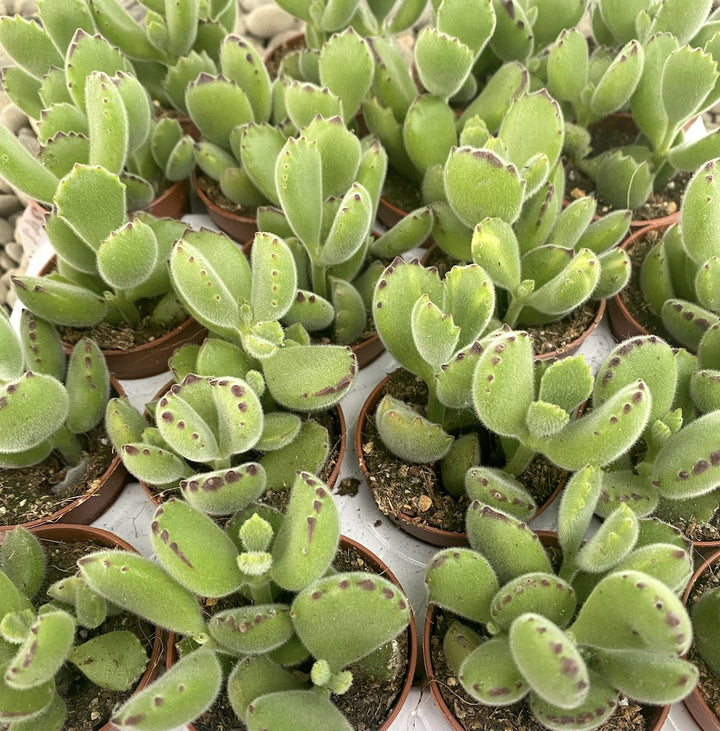 Cotyledon Ladismithiensis