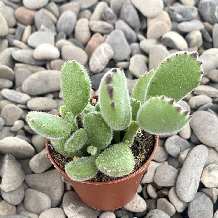 Cotyledon Ladismithiensis