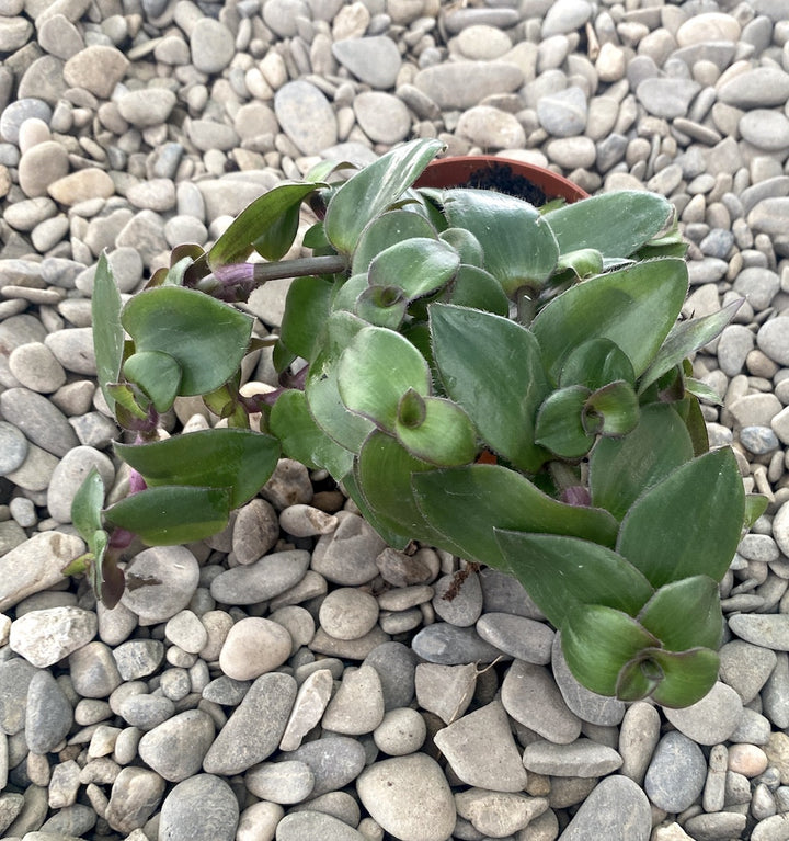 Tradescantia 'Hijau Baru'