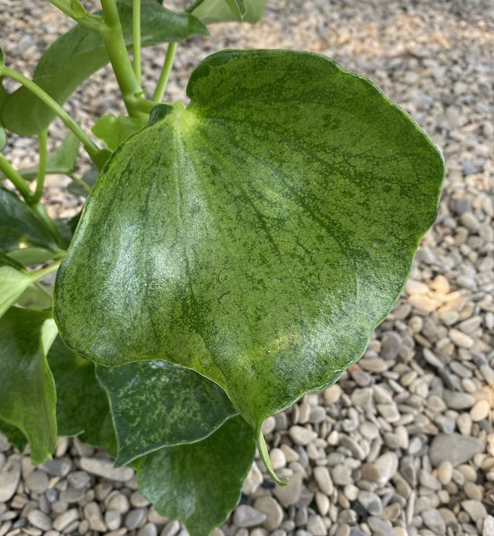 Peperomia polybotrya variegata  (Raindrop Peperomia)