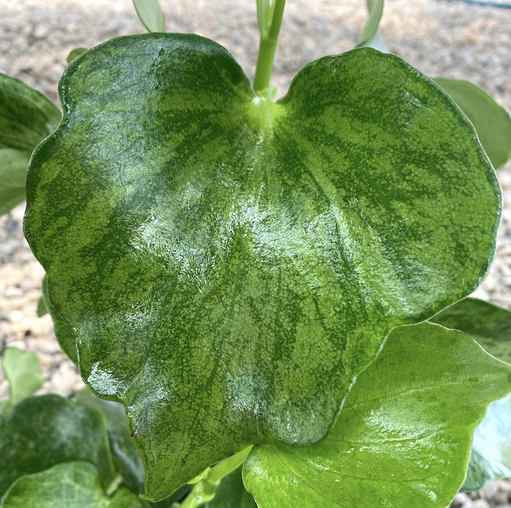 Peperomia polybotrya variegata  (Raindrop Peperomia)