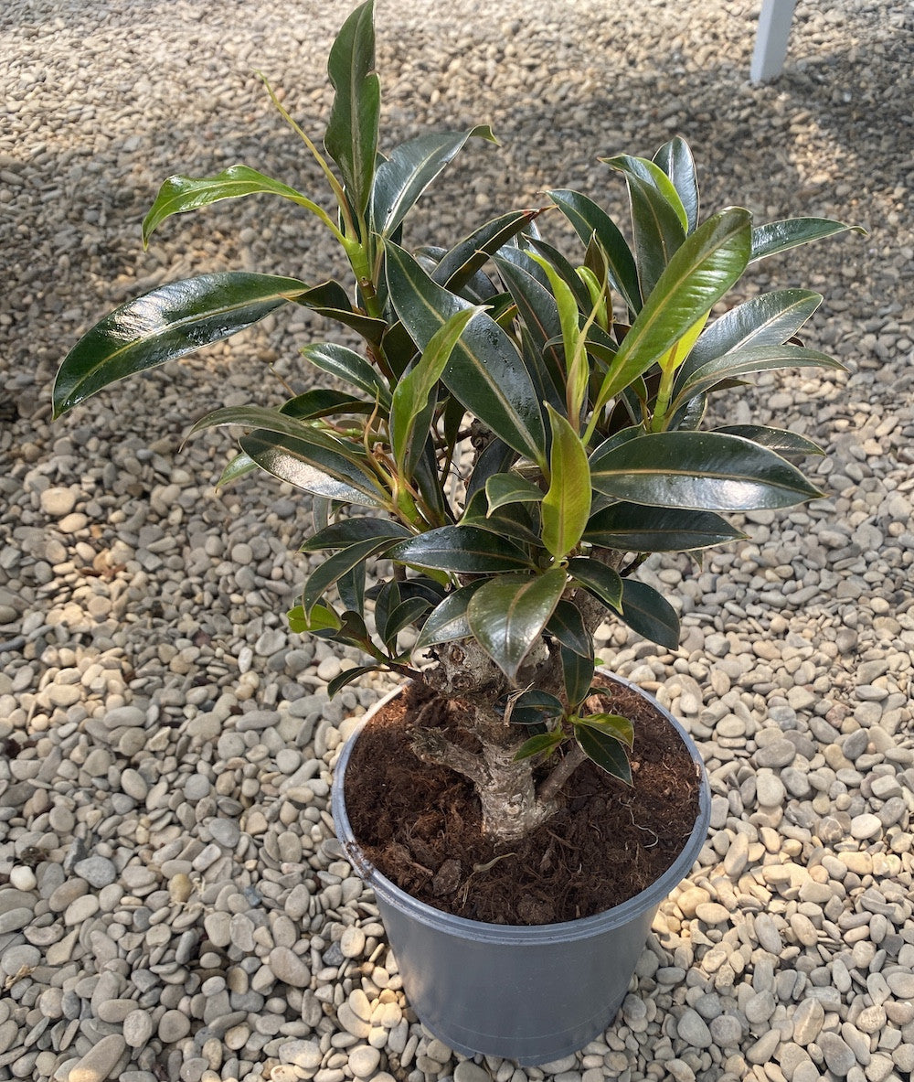 Ficus elastica 'Petite Melany' ramificat