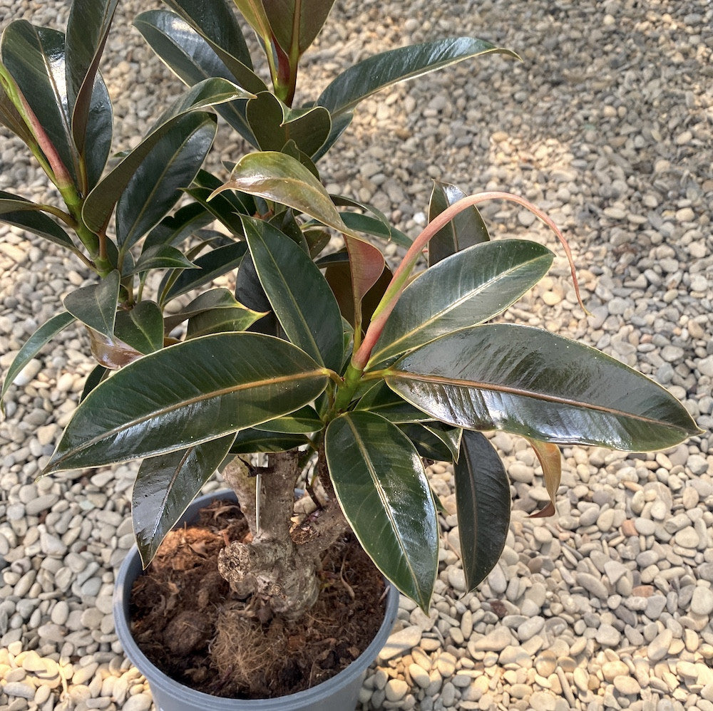 Ficus elastica 'Petite Melany' ramificat