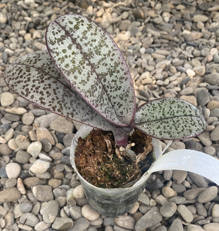 Phalaenopsis schilleriana (silver leaves) × stuartiana var. nobilis