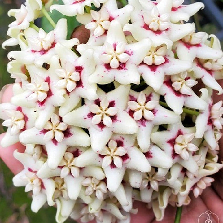 Hoya sp. 'ut 029'