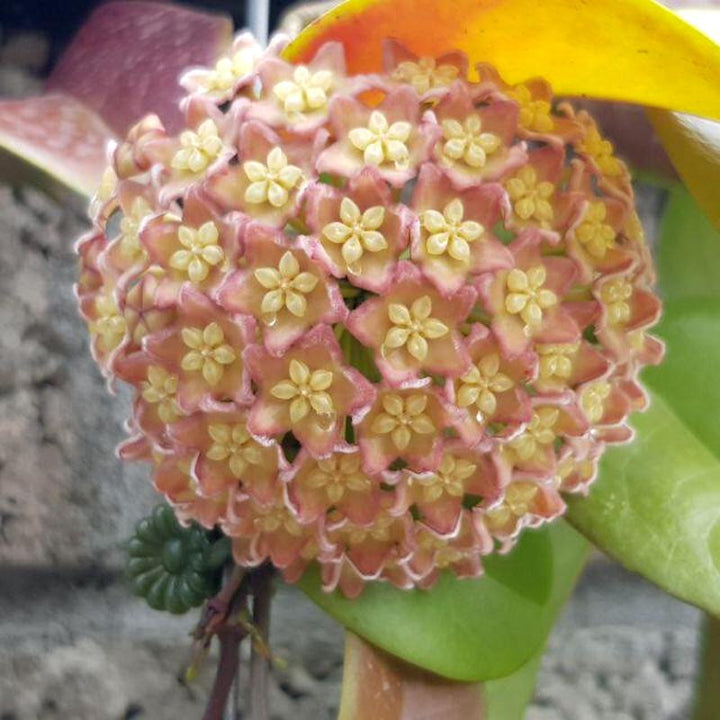 Hoya sp. PNG SV 422 - flori parfumate