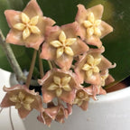 Hoya sp. PNG SV 422 - flori parfumate