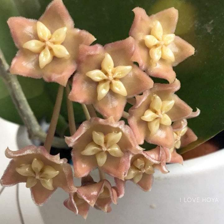 Hoya sp. PNG SV 422 - flori parfumate