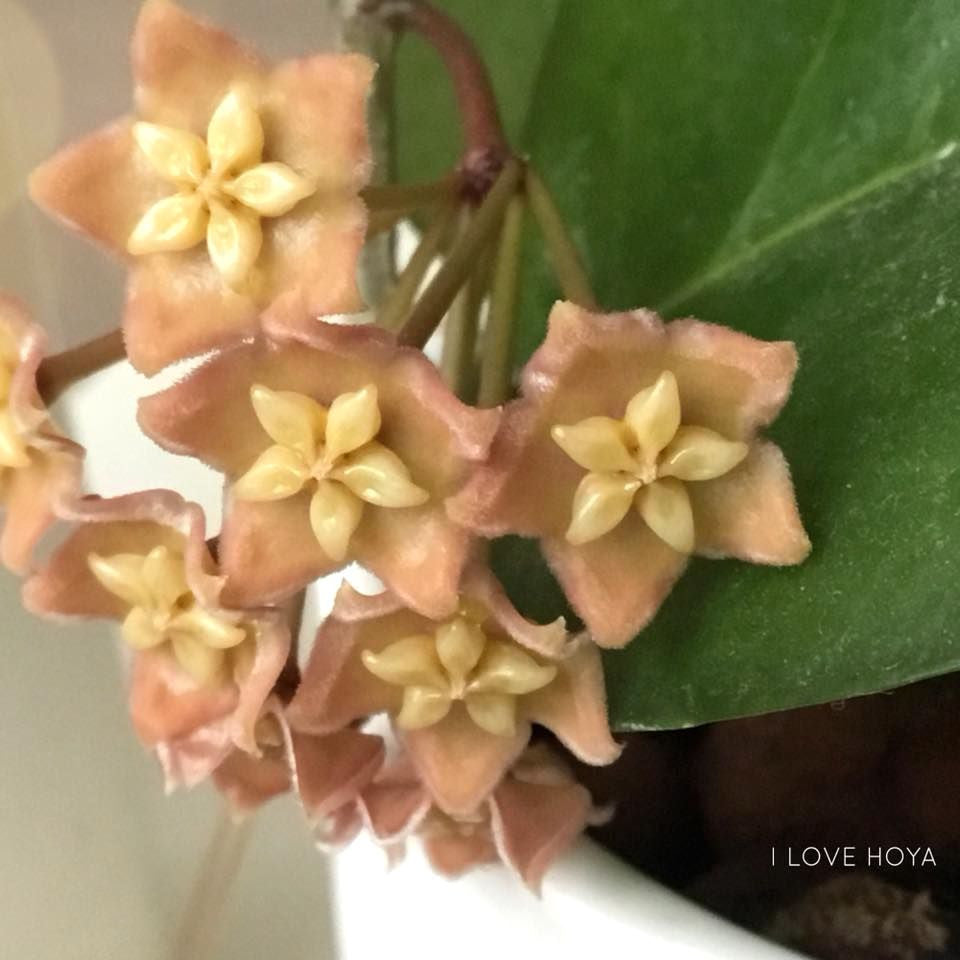 Hoya sp. PNG SV 422 - flori parfumate