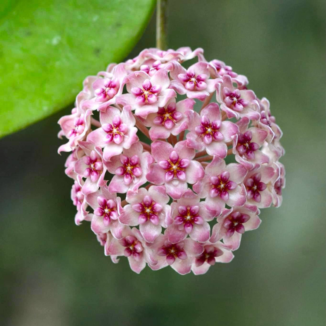 Hoya 'Sweet Scent' - flori parfumate