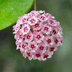 Hoya 'Sweet Scent' - flori parfumate