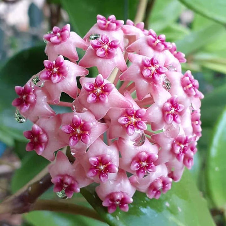 Hoya 'Sweet Scent' - flori parfumate