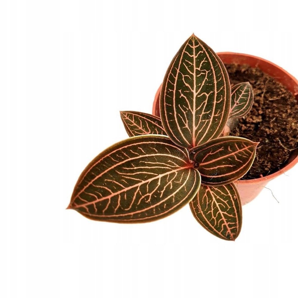 Ludisia 'Spiderman' - Ludisia discolor x spiderman (Jewel Orchid)