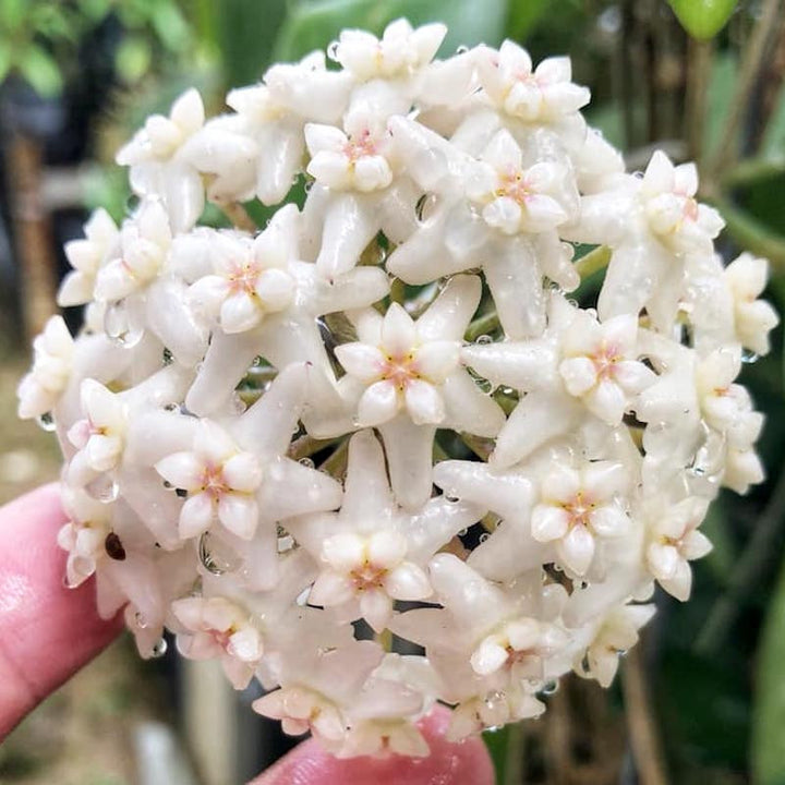 Hoya sp. Doi Tung