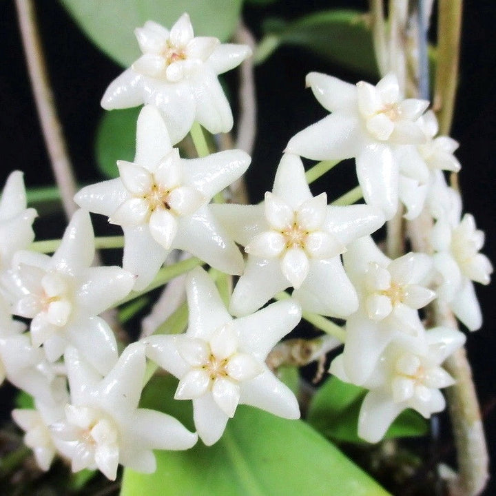 Hoya sp. Doi Tung