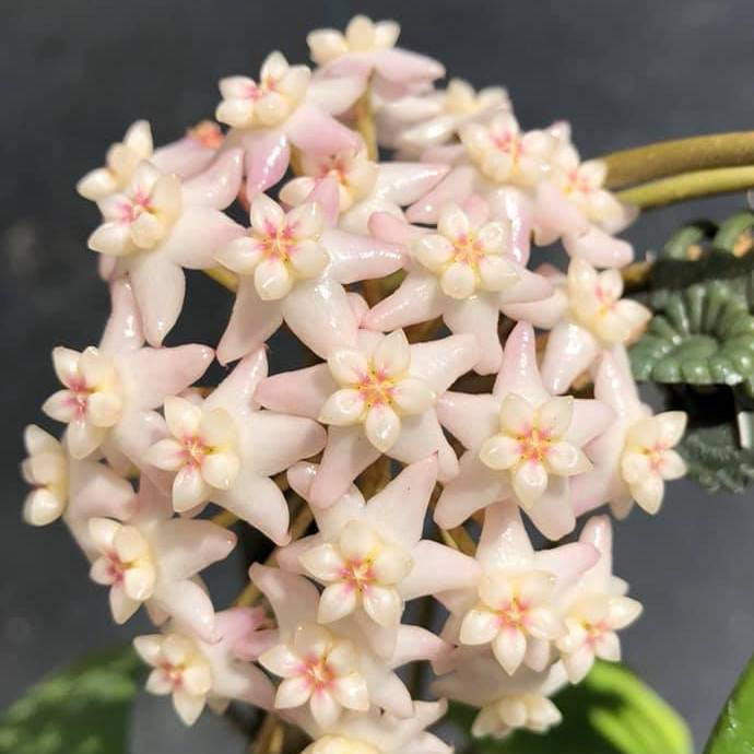 Hoya sp. Doi Tung