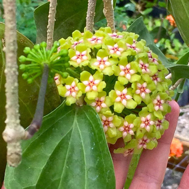 Hoya sp. 'ut 033'