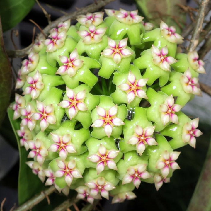 Hoya sp. 'ut 033'