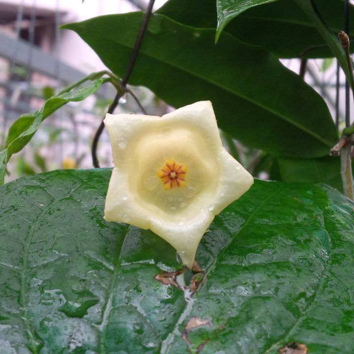 Hoya sammannaniana (EPC 883)