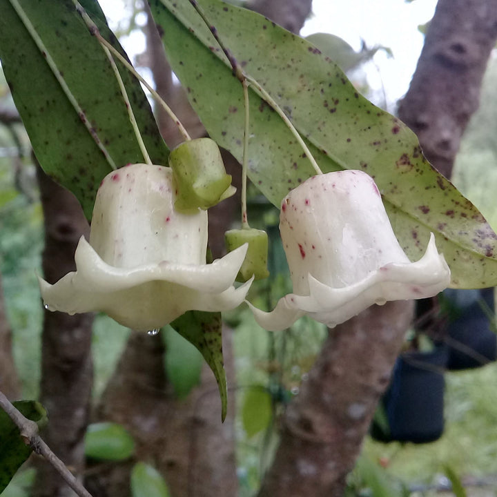 Hoya sammannaniana (EPC 883)