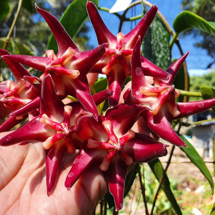 Hoya onychoides