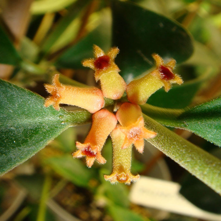 Hoya manipurensis