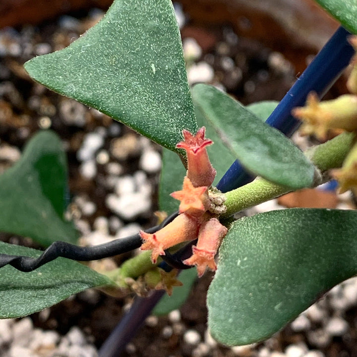 Hoya manipurensis